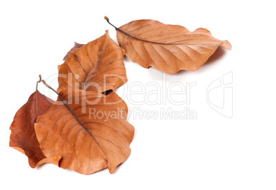 Dry autumn leafs of magnolia