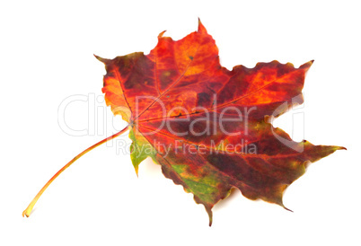 Multicolor autumn maple leaf on white background