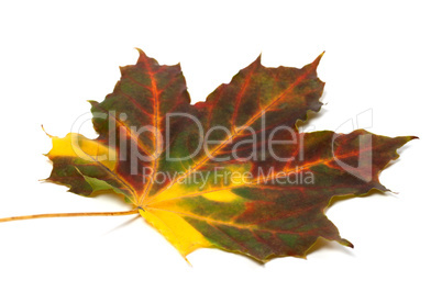 Multicolor autumn maple-leaf