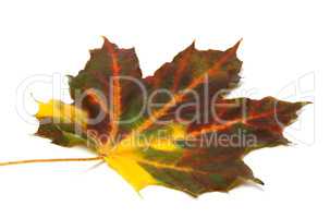 Multicolor autumn maple-leaf