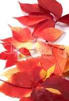 Background of autumn leafs (Virginia creeper leaves)