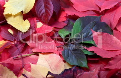 Background of multicolor autumn virginia creeper leaves