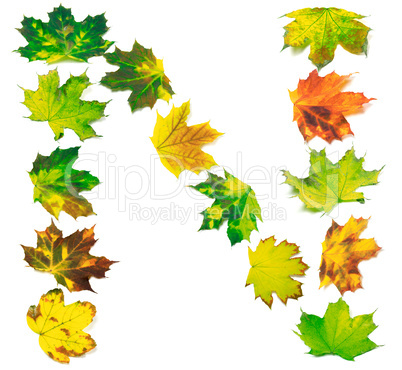 Letter N composed of multicolor maple leafs