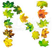 Letter N composed of multicolor maple leafs