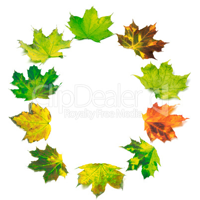 Letter O composed of multicolor maple leafs