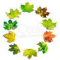 Letter O composed of multicolor maple leafs