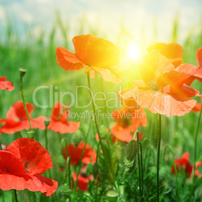 poppies field in rays sun