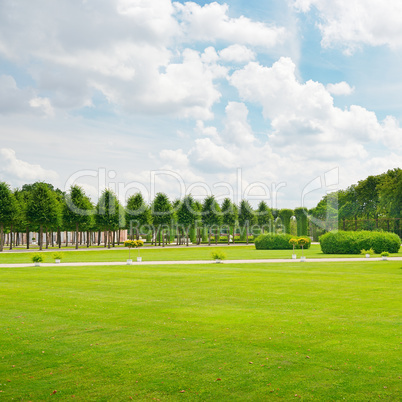 Beautiful meadow in the park