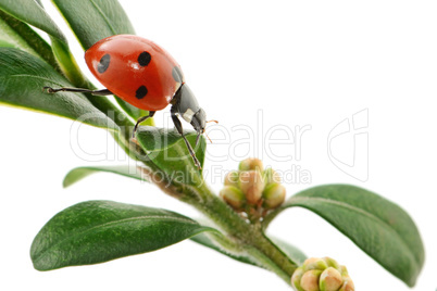 ladybird on green leaf