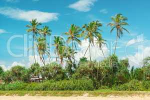 Coconut palms on the sandy shore