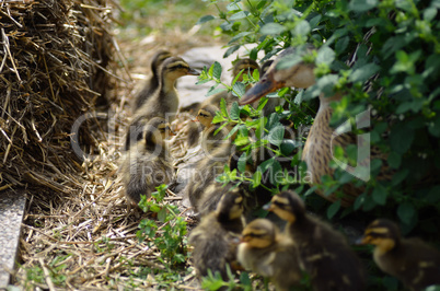 enten babys