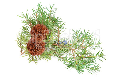 cones of spruce and juniper branchlet