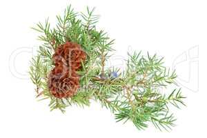 cones of spruce and juniper branchlet