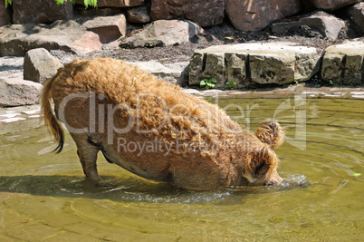 wild boar bathing in the pool