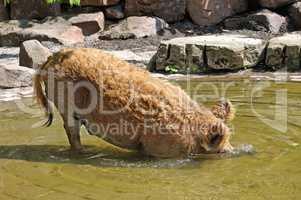 wild boar bathing in the pool