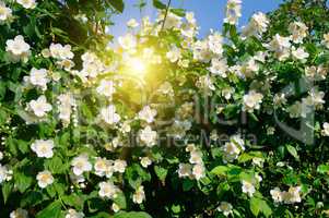 blooming jasmine bush on a background of blue sky