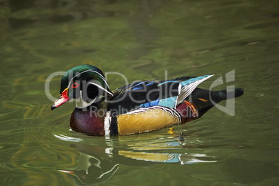 Wood or carolina duck, aix sponsa