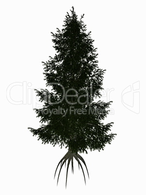 Colorado, blue or green spruce, picea pungens tree - 3D render