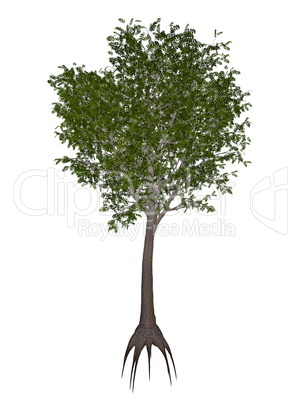 European or common ash, fraxinus excelsior tree - 3D render