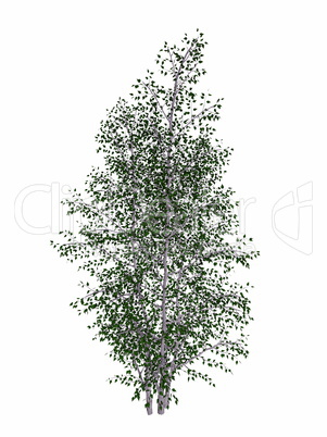 Grey birch, betula populifolia tree - 3D render