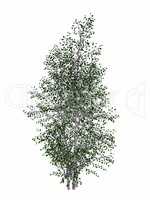 Grey birch, betula populifolia tree - 3D render