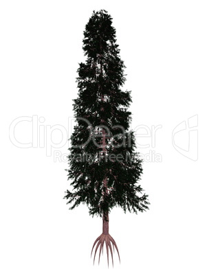 Port orford cedar or lawson false cypress, chamaecyparis lawsoniana tree - 3D render
