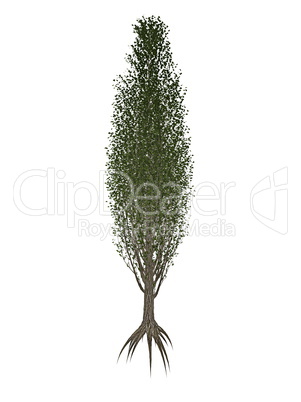 Lombardy or black poplar, populus nigra tree - 3D render