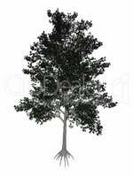 Shagbark hickory, Carya ovata tree - 3D render