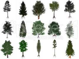Set or collection of common trees - 3D render