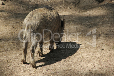 Wildschwein