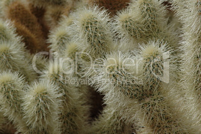 Cholla Cactus Nahaufnahme Kaktus