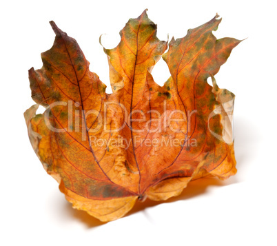 Dry autumn maple leaf on white background