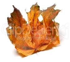 Dry autumn maple leaf on white background