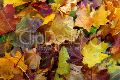 Autumn dry maple leafs