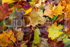 Autumn dry maple leafs