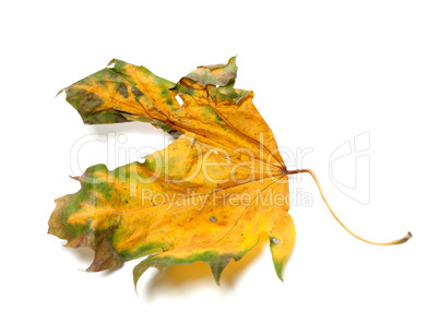 Autumn dry maple-leaf on white background