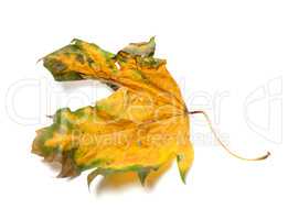 Autumn dry maple-leaf on white background