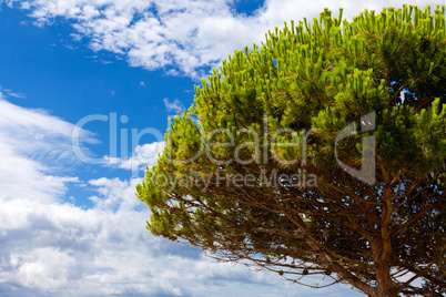Grosser Piniebaum vor blauem Himmel