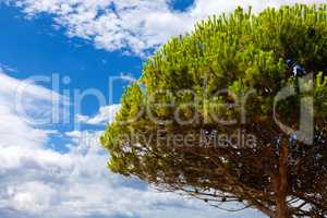 Grosser Piniebaum vor blauem Himmel