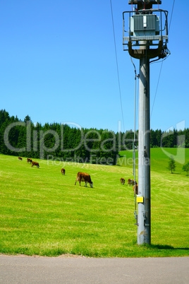 Strommast auf einer Weide mit Kühen im Schwarzwald