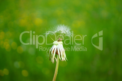 Pusteblume vor grünem Hintergrund