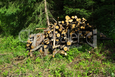 Timber Harvesting
