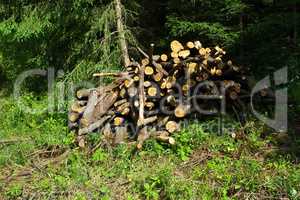 Timber Harvesting