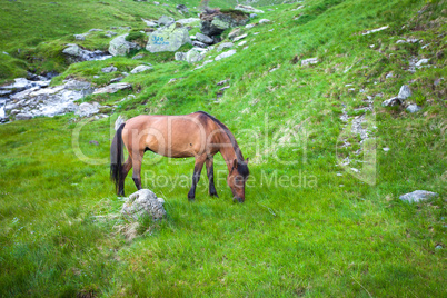 Wild brown horse feeding on Fagaras mountain, Romania