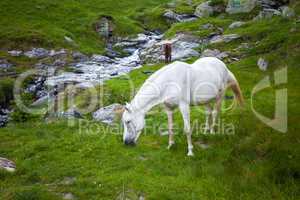 Wild white horse feeding on Fagaras mountain, Romania