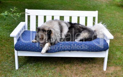 Hund auf Sofa im Grünen