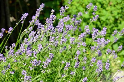 Lavendel im garten