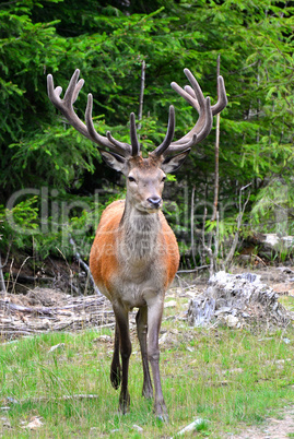 Hirsch im Wald