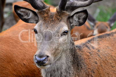 Hirsch im Wald