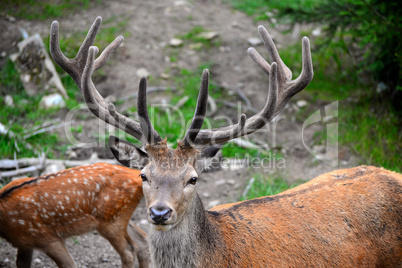 Hirsch im Wald